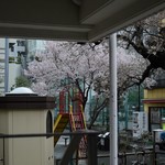 四八珈琲 - 隣の公園の桜が咲いてきました。