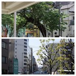 四八珈琲 - 桜の葉が大分育ってきました。