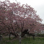 あおき和洋亭苑 - 松前町光善寺「血脈桜」