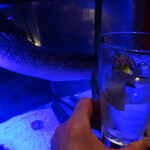 Bar fish - 