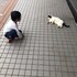 りょうまねこ