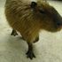 capybarafamily