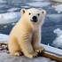 Polar bear