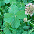 four leaf clover