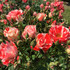 rosegarden1007