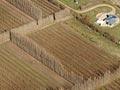 Vineyards at Bannockburn