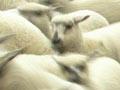 Lamb fair, Rotorua