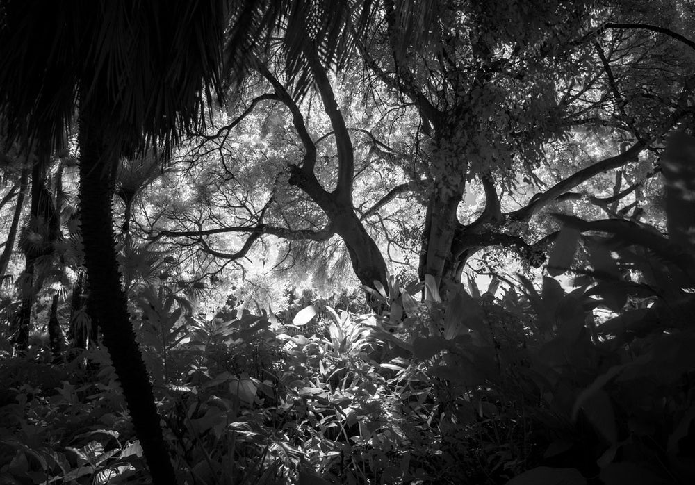 Royal Botanic Garden in Infrared, 2016