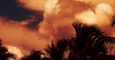 red skies with palm trees