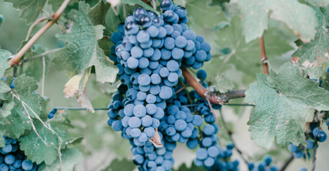 Grapes from an Malibu winery