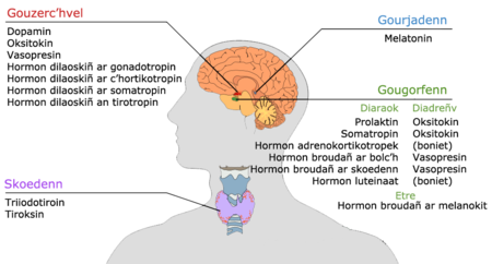 1000px-Enborc'hadel nervennel kreiz.png