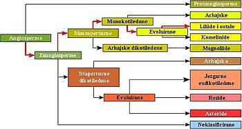 Prikaz suvremene filogenetske klasifikacije angiospermi Klasifikacija APG III (2009) ili filogenetske klasifikacije je treća verzija botaničke klasifikacije cvjetnica koju utvrđuje međunarodna Grupa za filogeniju angiospermi (Angiosperm Phyilogeny Group). To je najvažnija botanička klasifikacija danas, koja počiva na promjenjenom APG II sistemu klasifikacije (2003.) i dopunama filogenetske klasifikacije APG IV (2016.)