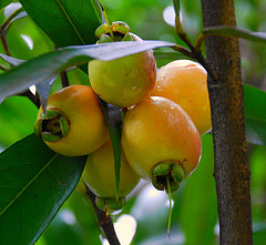 Frutos maduros de jambo-amarelo.