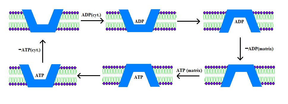 ATP-ADP Translocase