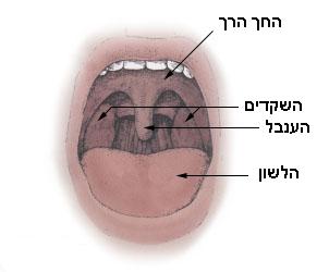 הפה