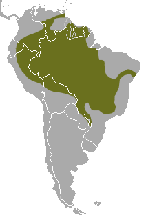 Distribución de P. brasiliensis