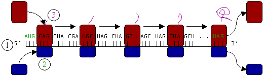 Traducción (1) de ARNm por un ribosoma (2) en una cadena polipeptídica (3). El ARNm comienza con un codón de iniciación (AUG) y finaliza con un codón de terminación (UAG).