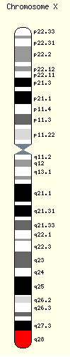 מיקומו של הגן MECP2 בכרומוזום X