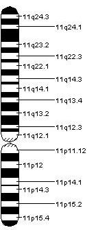 genska mapa hromozoma 11