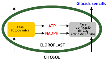Fases de la fotosíntesi dins del cloroplast.