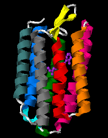 Bacteriorhodopsin single monomer with retinal molecule between 7 vertical alpha helixes (PDB ID: 1X0S [26][27][28]). One more small helix is light blue, beta sheet yellow.