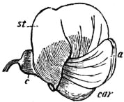 EB1911 - Leguminosae - Fig. 7.—Flower of Pea (Pisum sativum).jpg