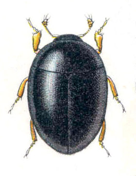 Sphaerius acaroides