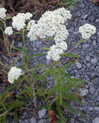 Yarrow.jpg