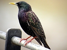 Sprian (Sturnus vulgaris), en mantje LC - least concern (ei trüüwet)