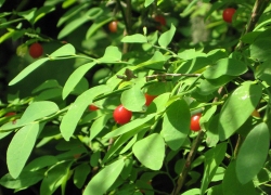 Red huckleberries