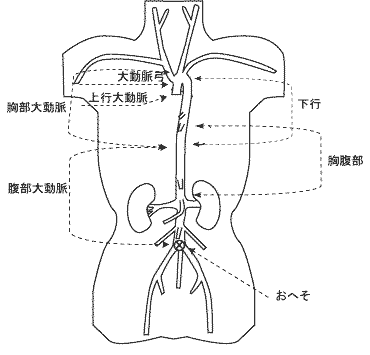 大動脈