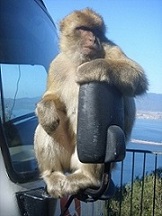 Barbary Macaque