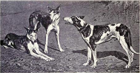 Balearic Greyhound from 1915.