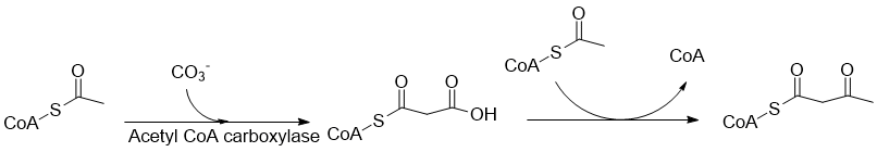 Coniinestep1.gif