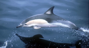 Un dauphin commun (Delphinus delphis)