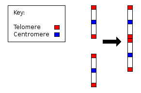 Fusion of ancestral chromosomes left distinctive remnants of telomeres, and a vestigial centromere. As other non-human extant hominidae have 48 chromosomes it is believed that the human chromosome 2 is the result of the merging of two chromosomes.[139]
