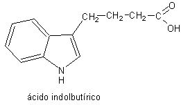 Auxina butírica.jpg