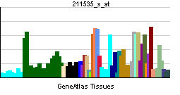 PBB GE FGFR1 211535 s at tn.png