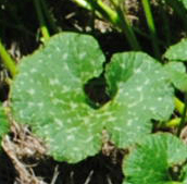 Cucurbita maxima subsp. andreana: hoja marmoreada (mottled leaf). Foto de F. López Anido.