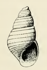 Odostomia amilda