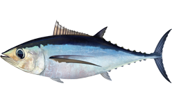 Thunnus alalunga,  Germoa, hegaluzea, atunzuria