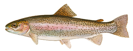 Truite arc-en-ciel ou Oncorhynchus mykiss.