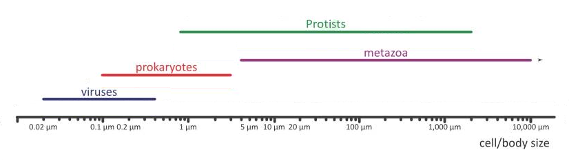 Plankton sizes by taxonomic groups [23]