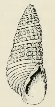 Odostomia benthina