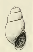 Odostomia palmeri