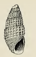 Odostomia torrita