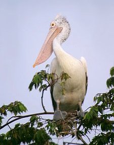 Provincial bird of Sindh