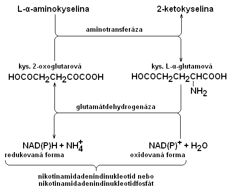 Schema transaminace a oxidační deaminace