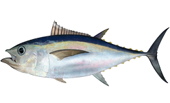 Thunnus obesus, atun moja, begihandia