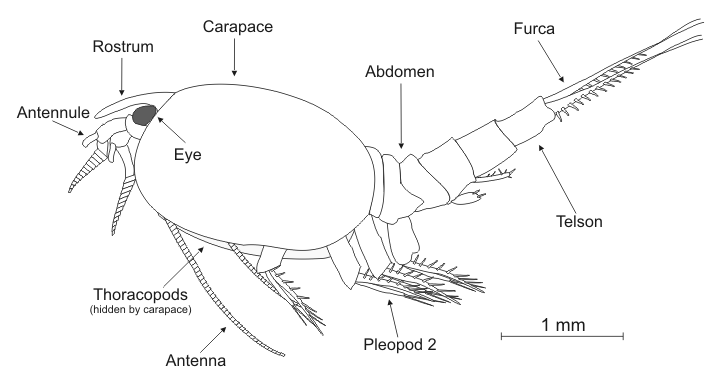 Общая схема строения рачка Nebalia bipes (род Leptostraca)